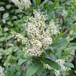 Sibiraea laevigata Fleur