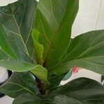 Ficus lyrataList