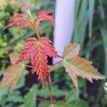 Acer tataricum Bark