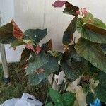 Begonia maculataFlors