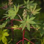 Ricinus communis Likasa