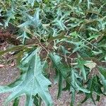 Quercus falcata Blatt