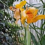 Canna × hybridaКветка