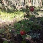 Rubus idaeusFruit