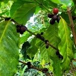 Coffea arabica Плід