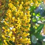 Lophanthera lactescens പുഷ്പം