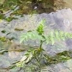 Berula erecta Leaf