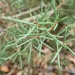 Hakea sericea Blatt