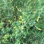 Sisymbrium officinale Flower