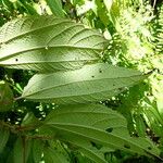 Boehmeria ramiflora Hoja