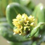 Gaertnera rotundifolia 花