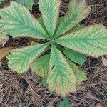 Rodgersia aesculifolia Foglia