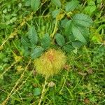 Rosa roxburghii Owoc