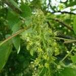 Acer opalus Цвят