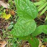 Alangium chinense Leaf