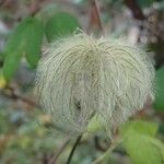 Clematis tanguticaПлод