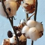 Gossypium herbaceum Mosusu