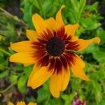 Rudbeckia hirtaFloro