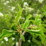 Prunus mahaleb Blatt