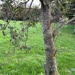 Alnus cordata Rusca