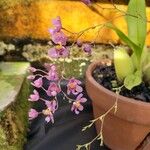 Oncidium sotoanumΛουλούδι