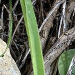 Allium subvillosum Feuille