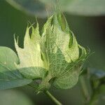 Gossypium herbaceum Gyümölcs