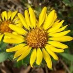 Grindelia squarrosa Flors