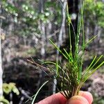 Setaria brownii Лист