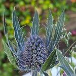 Eryngium alpinum Flower