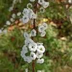 Spiraea prunifolia Flor