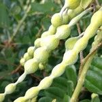 Sophora tomentosa Fruit