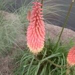 Kniphofia uvariaFlors