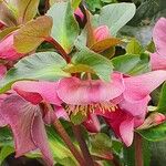 Helleborus orientalisЛіст