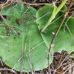 Habenaria helicoplectrum Φύλλο