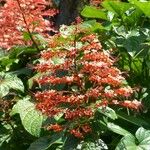 Clerodendrum paniculatum 花