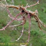 Epilobium duriaei Pokrój