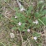 Erodium lebelii ശീലം