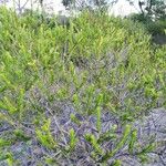 Ceratiola ericoides ഇല