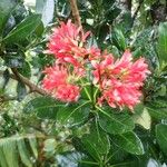 Alberta magna Flower