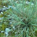 Festuca marginata Blatt