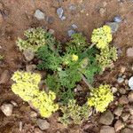 Lomatium dasycarpum Цвят