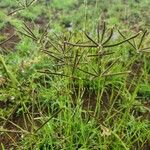 Eustachys paspaloides Fleur
