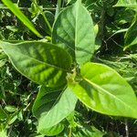 Stephanotis abyssinica Φύλλο