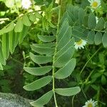 Galega officinalis Blad