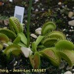 Dionaea muscipula Hábito