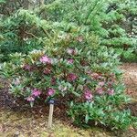 Rhododendron balfourianum Συνήθη χαρακτηριστικά