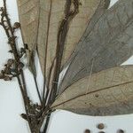 Conchocarpus toxicarius