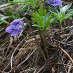 Viola pinnata Habit