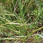 Anthericum ramosum Leaf